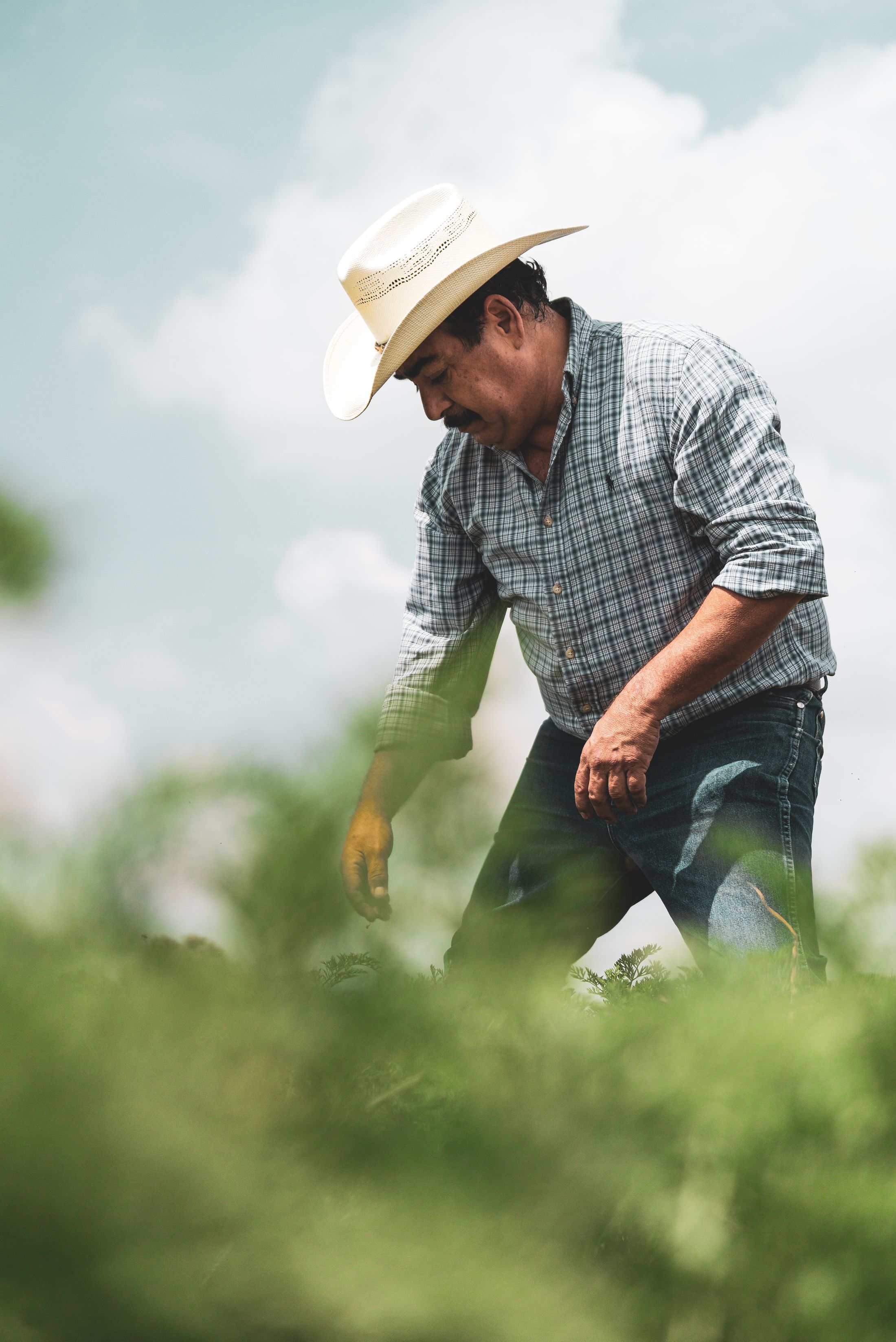 Produtor rural trabalhando entre as plantas na lavoura