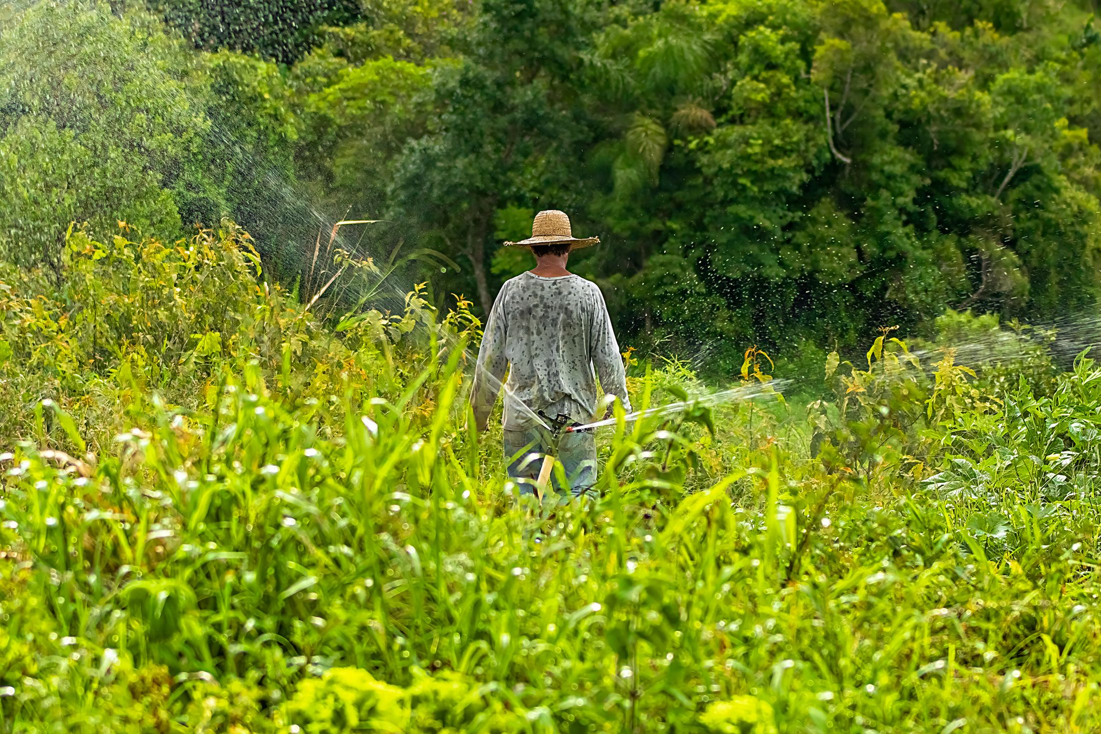Produtor rural acompanhando o cultivo e a irrigação em Ibiúna, São Paulo