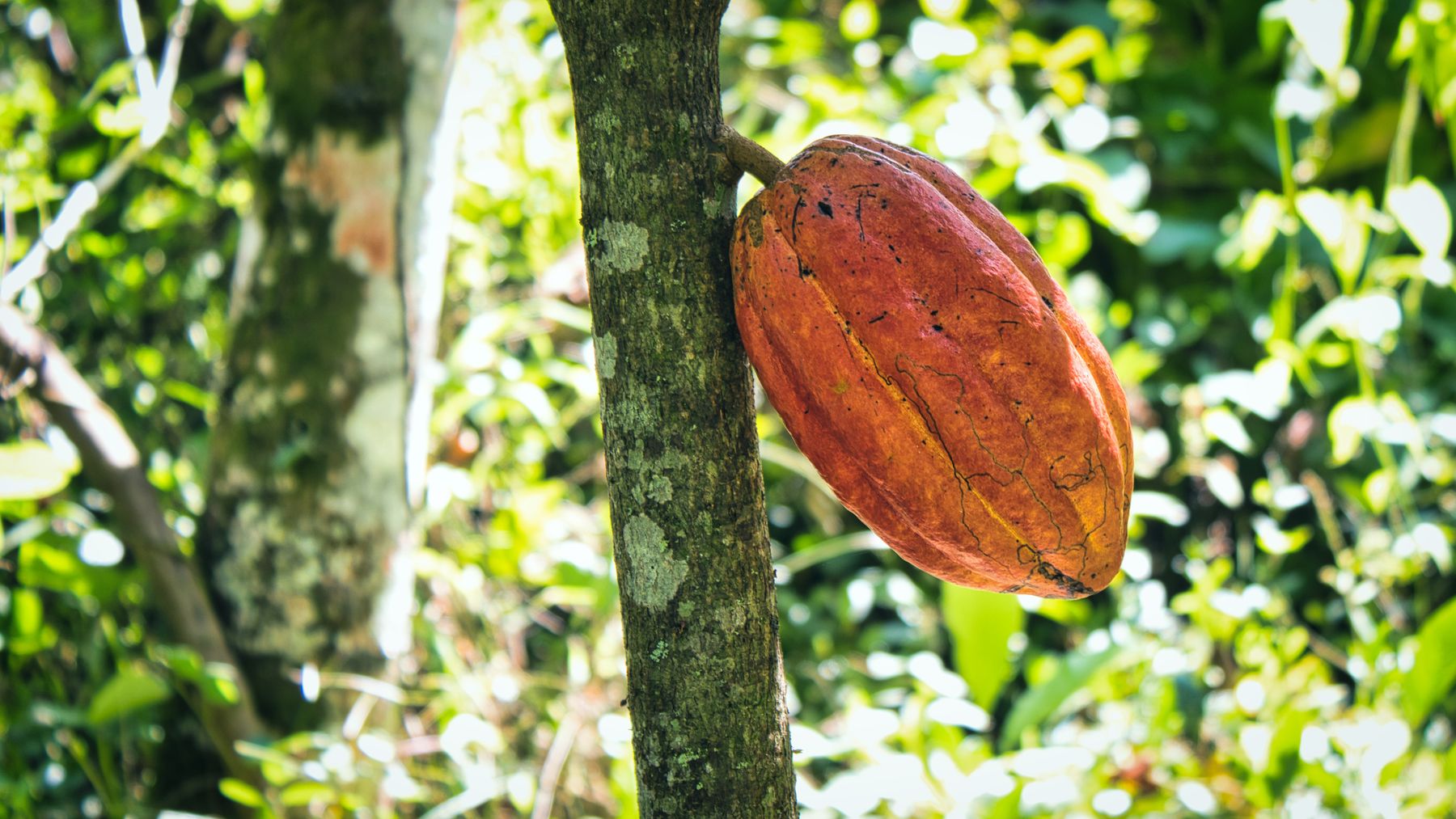 Fruto de cacau avermelhado preso ao tronco, em meio à vegetação tropical.