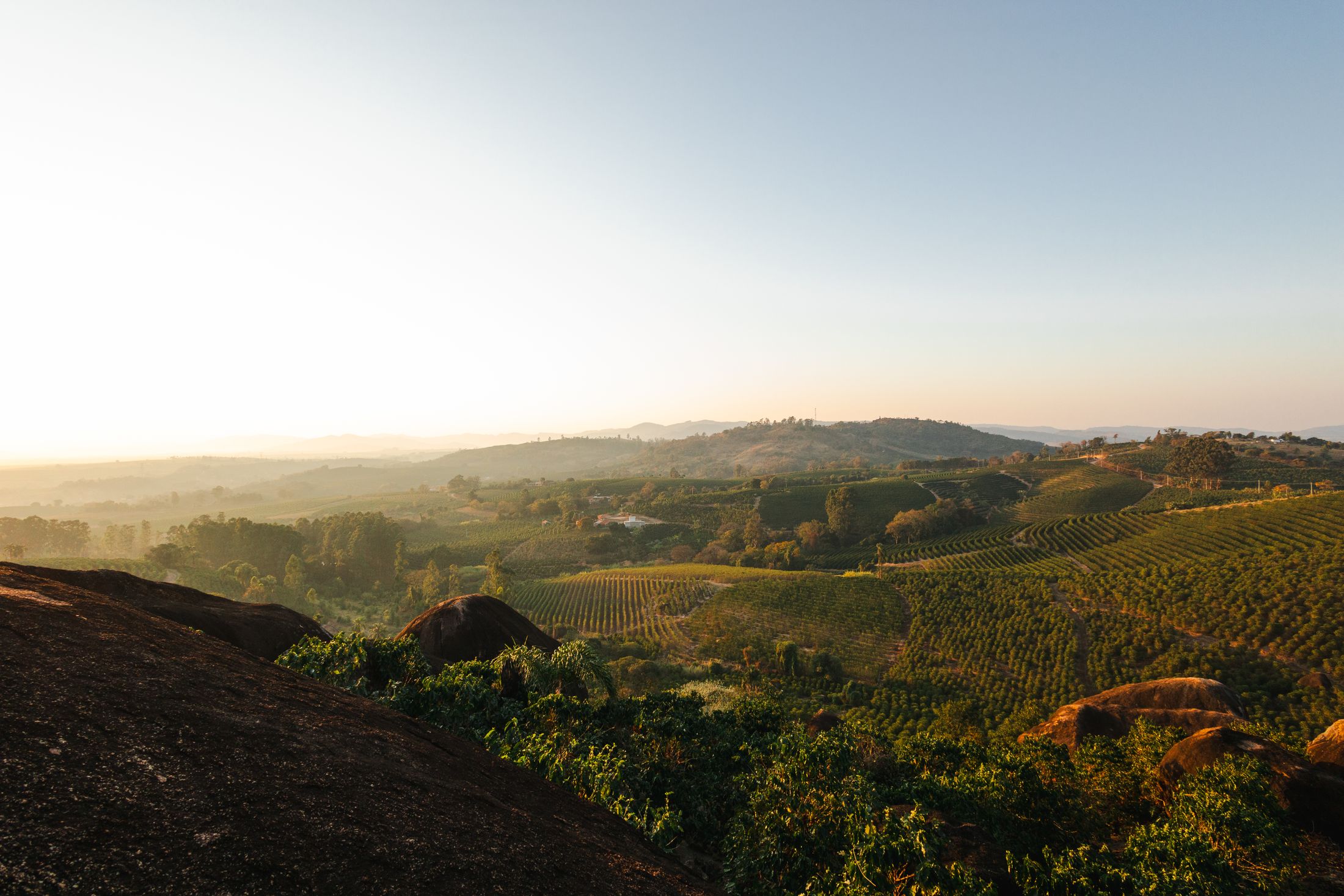 Vista ampla de cafezais em linhas nas colinas de Espírito Santo do Pinhal, ao pôr do sol.