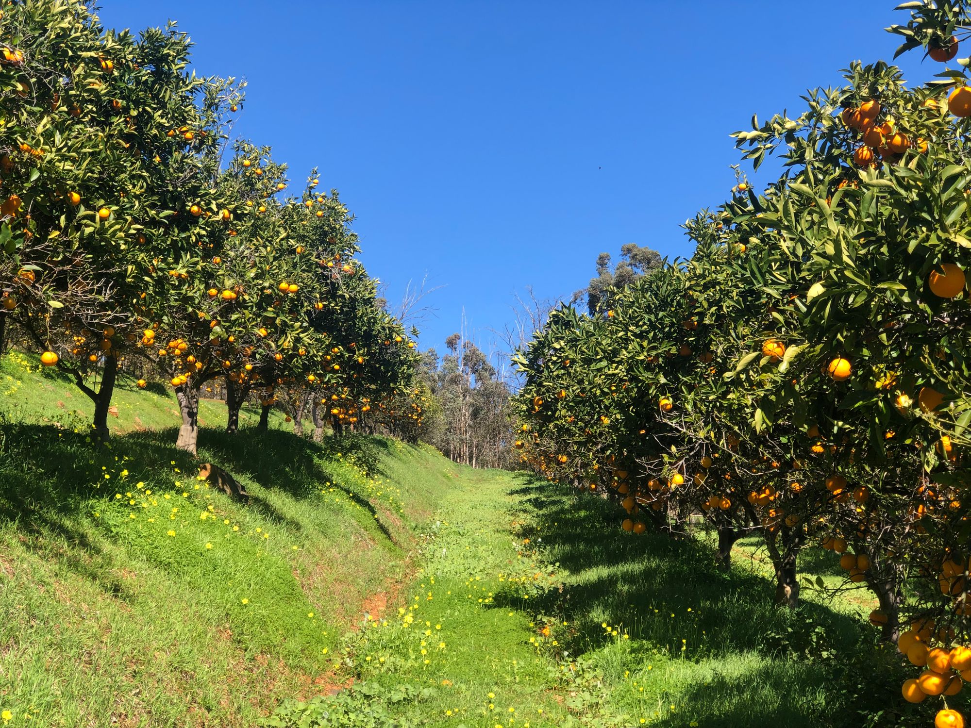 Pomar de laranjas com árvores carregadas dos dois lados de um corredor e céu azul.