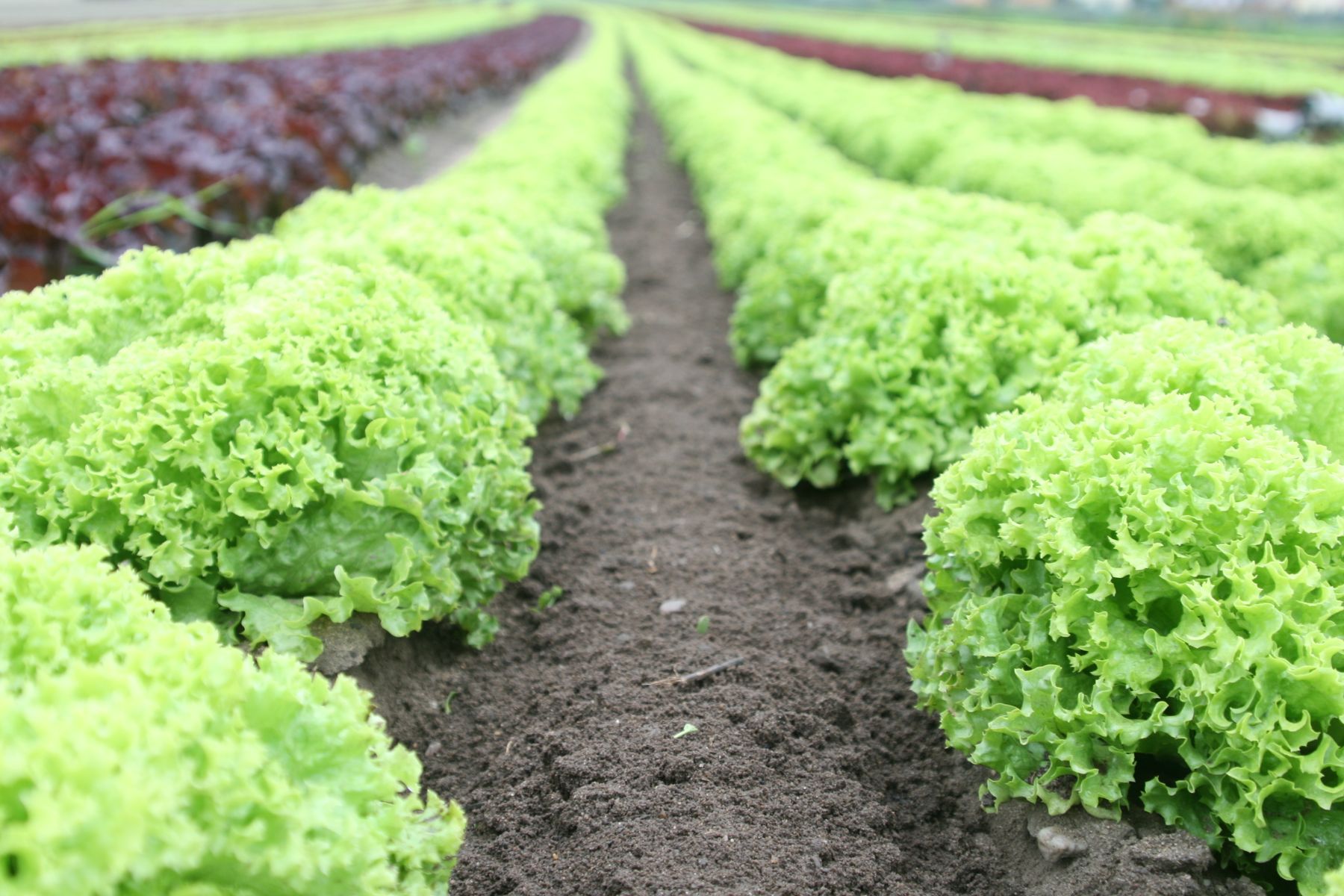 Canteiros de alface verde e roxa em linhas, com corredor de solo entre as plantas.