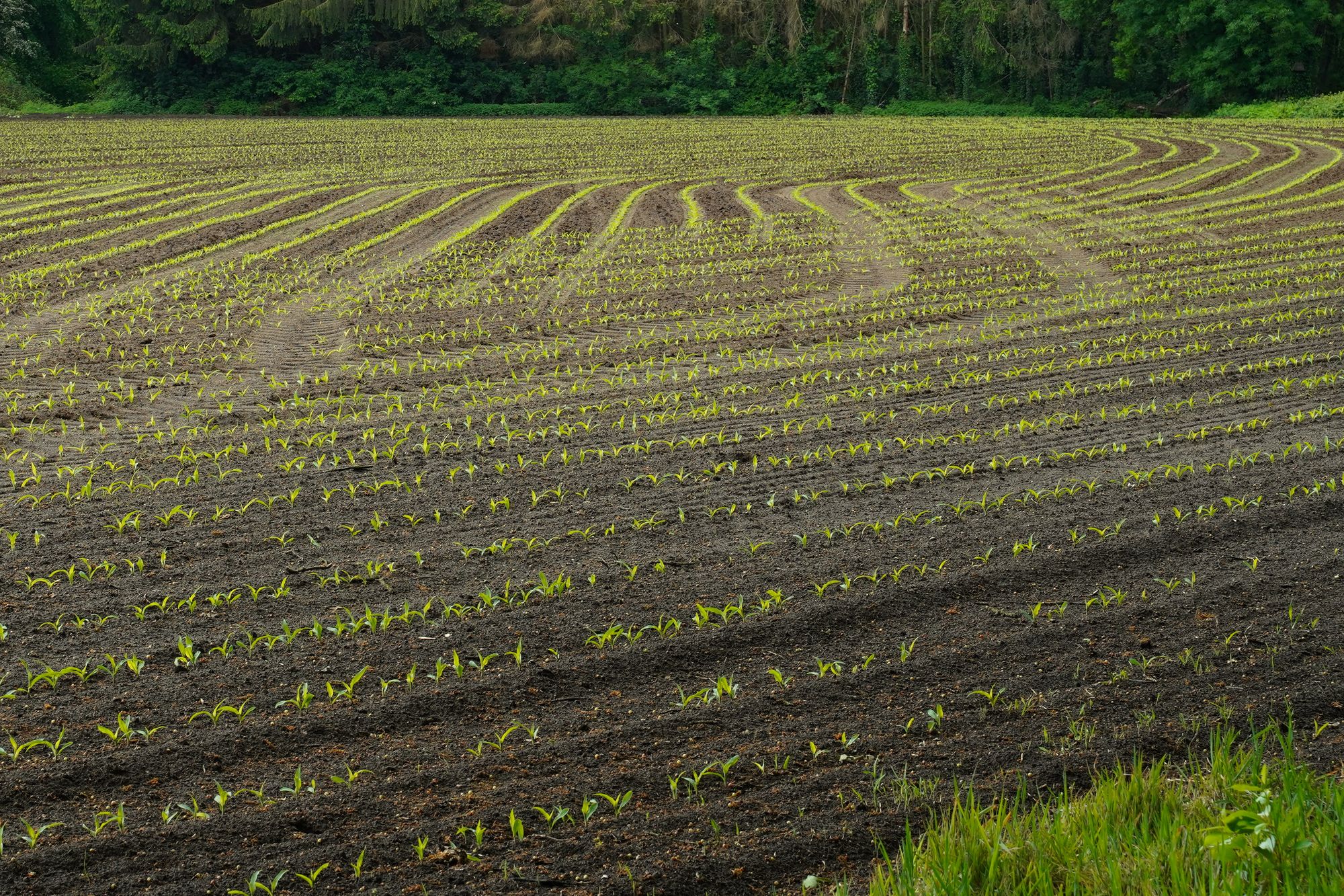 Lavoura de milho jovem em linhas curvas, com solo exposto entre as plantas.