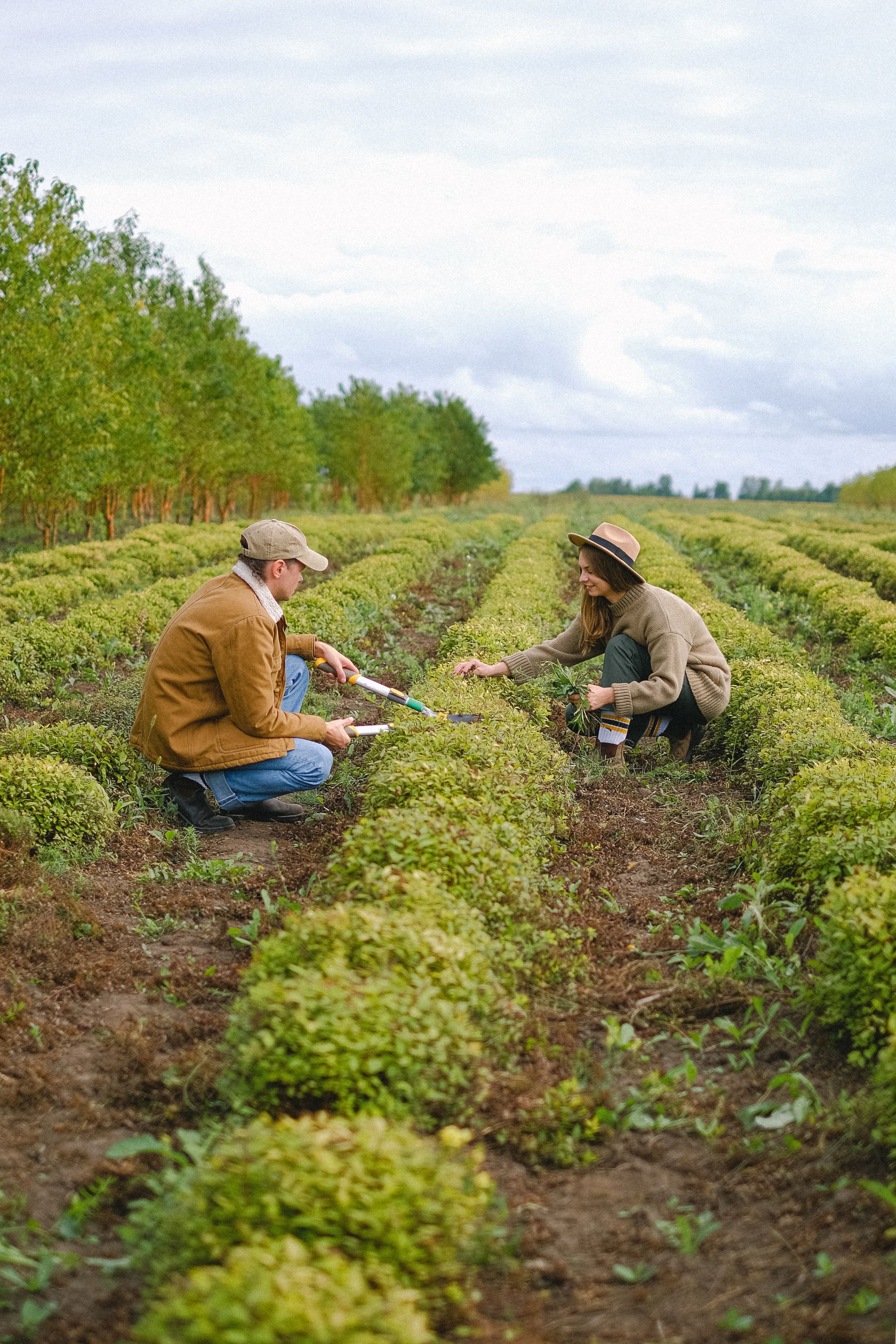 Duas pessoas agachadas manejam plantas em linhas de cultivo no campo.