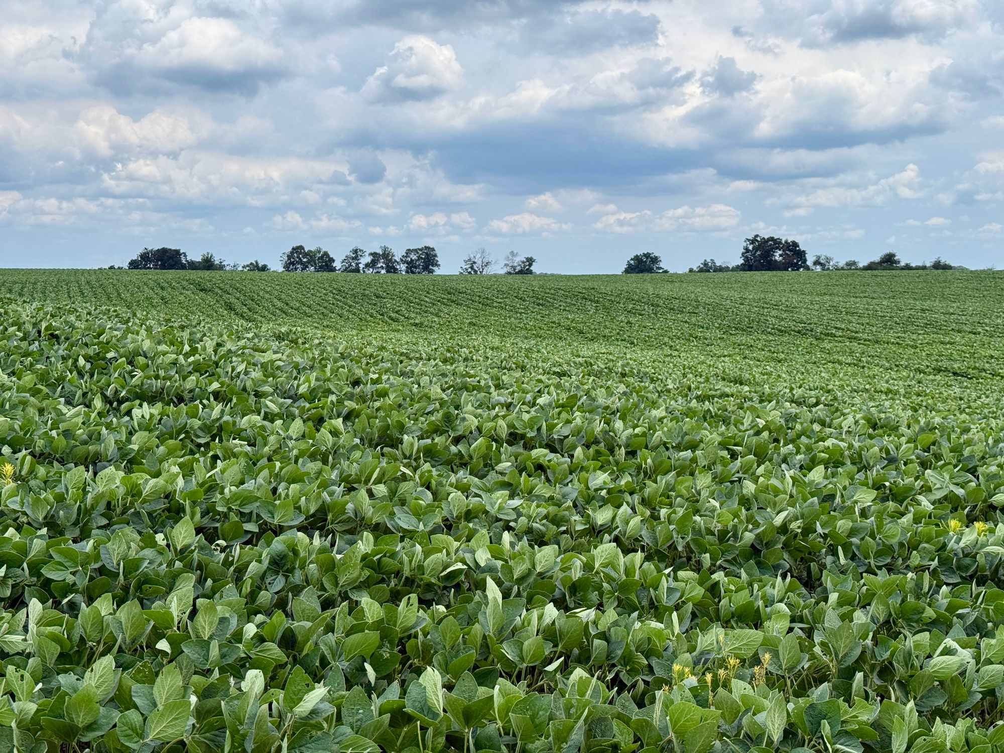 Lavoura de soja com folhas trifoliadas em primeiro plano e linhas de cultivo até o horizonte.