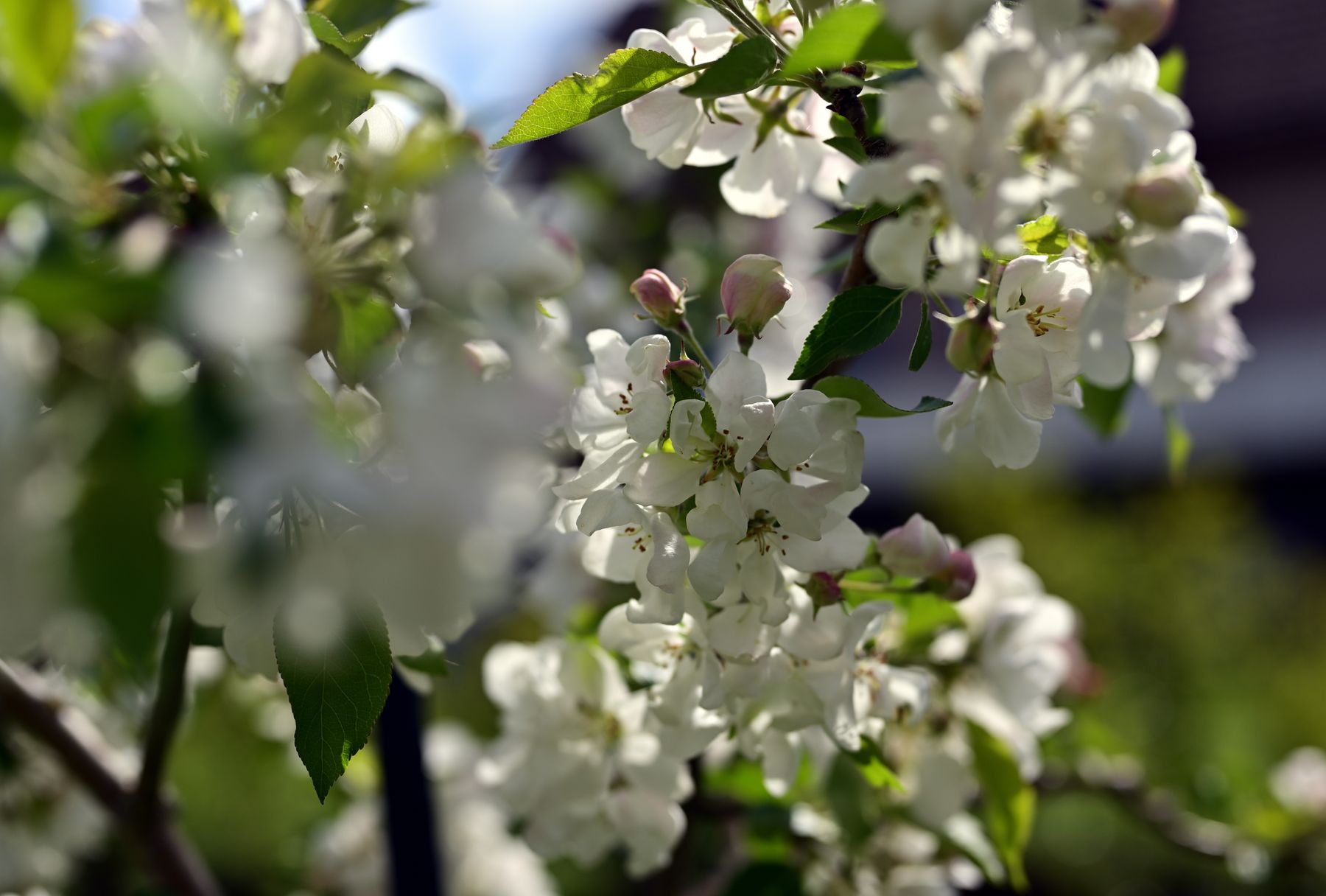 Flores de uma árvore frutífera